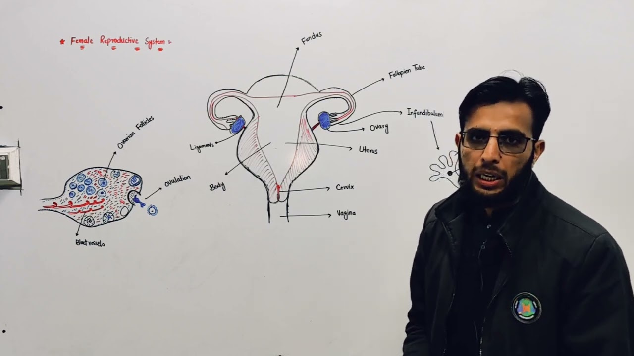 Female reproductive system