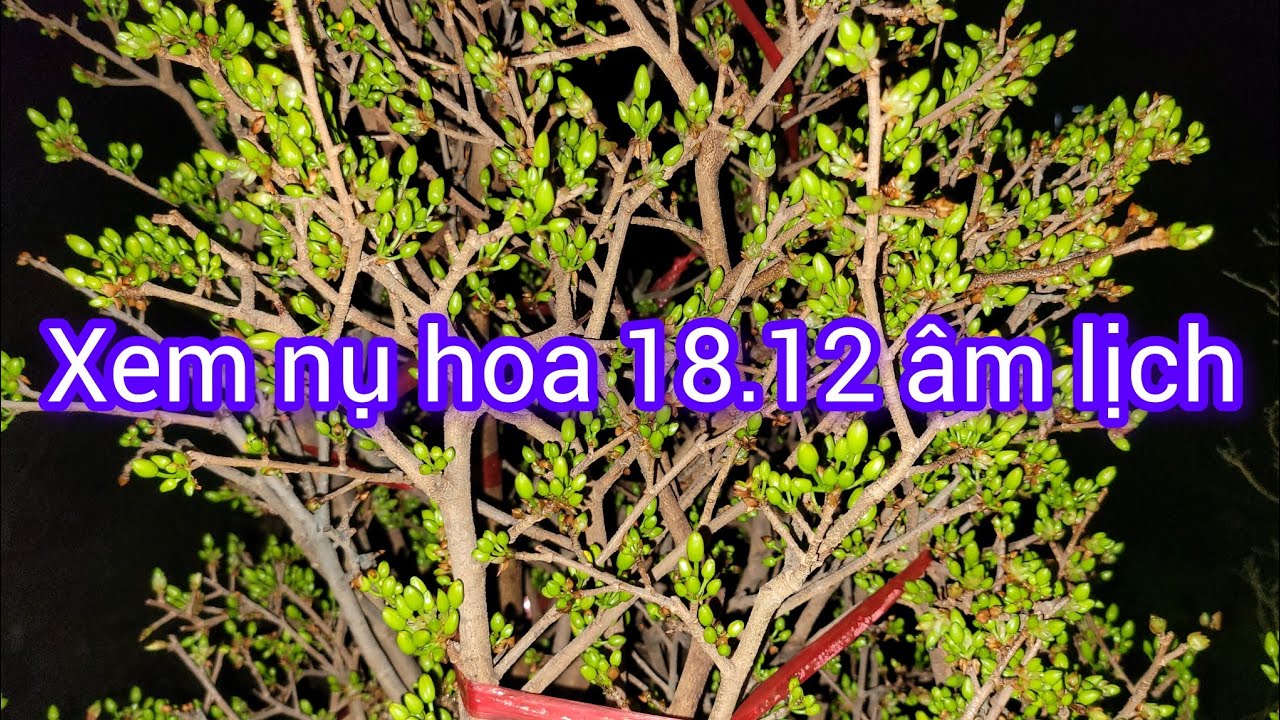 Xem nụ hoa tối 18.12 âm lịch,chăm sóc mai giai đoạn nở hoa