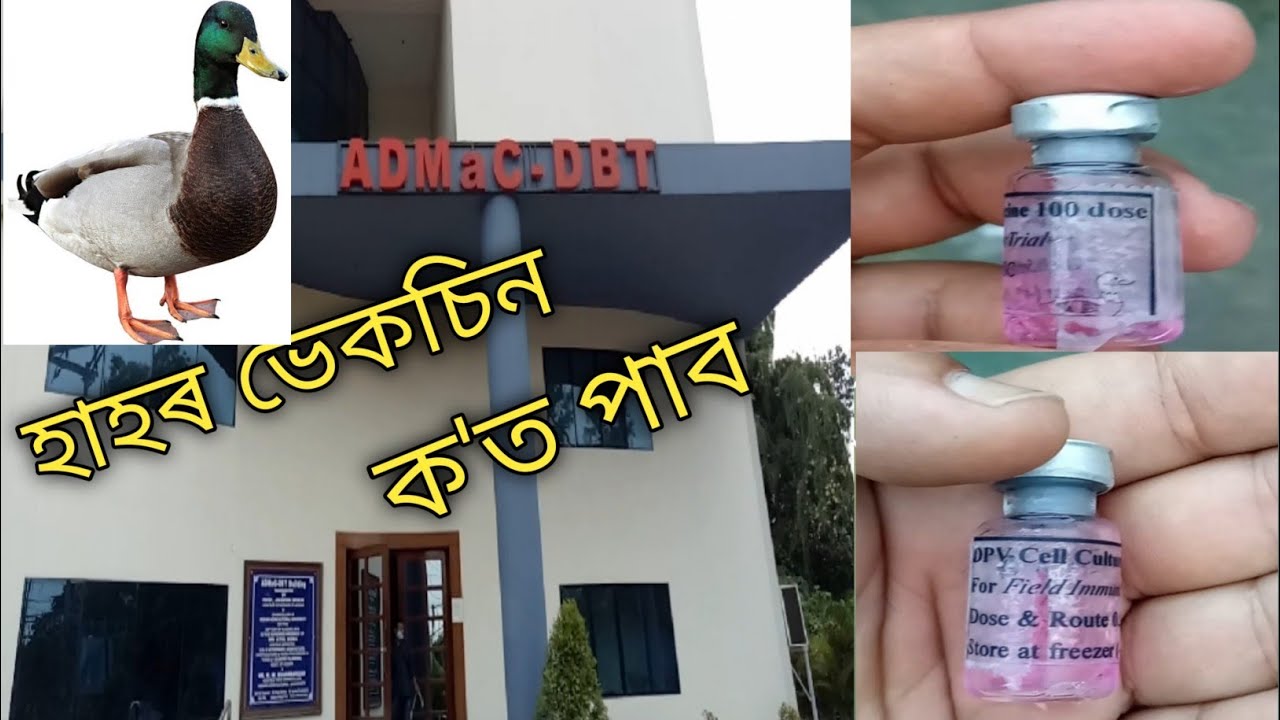 Duck vaccine 🦆। হাঁহৰ ভেকচিন কত পাব।duck plague বেমাৰ।