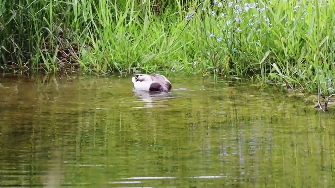 Walk by the river