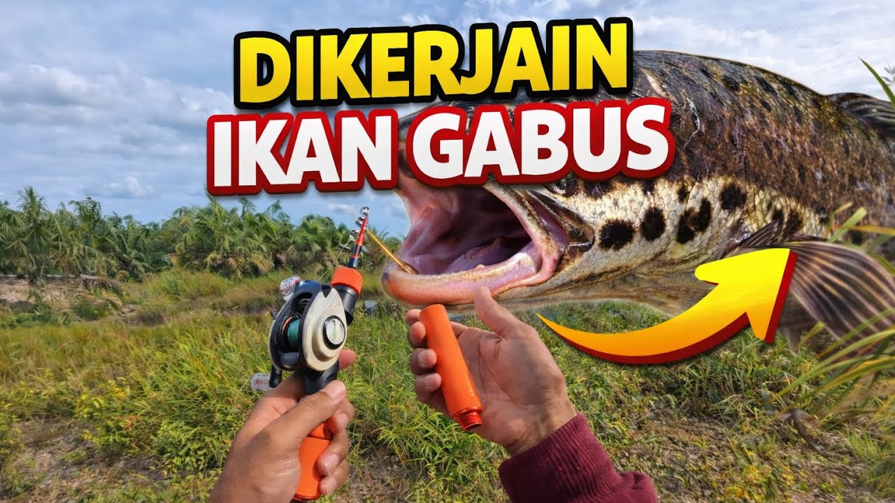 DIKERJAIN IKAN GABUS! Disambar Terus, Nyangkut Kayu, Akhirnya Strike!