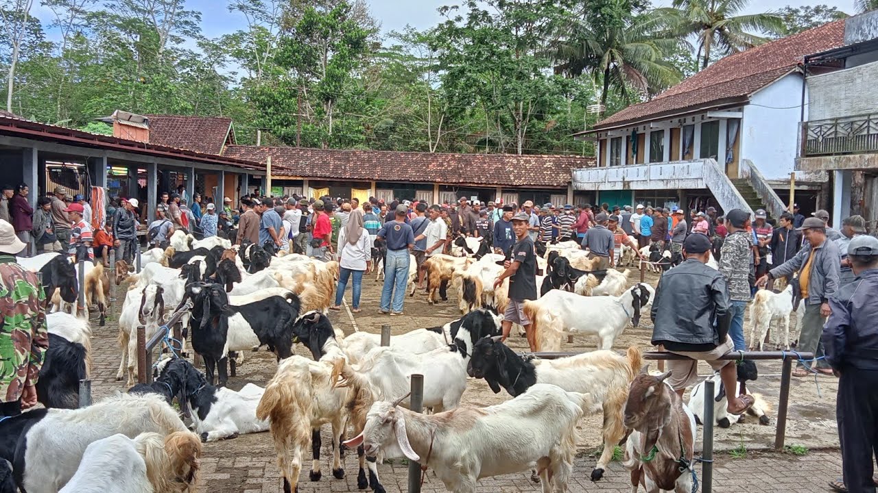 HARGA KAMBING DI PASAR KALIGESING #hargakambing #pasarkaligesing 