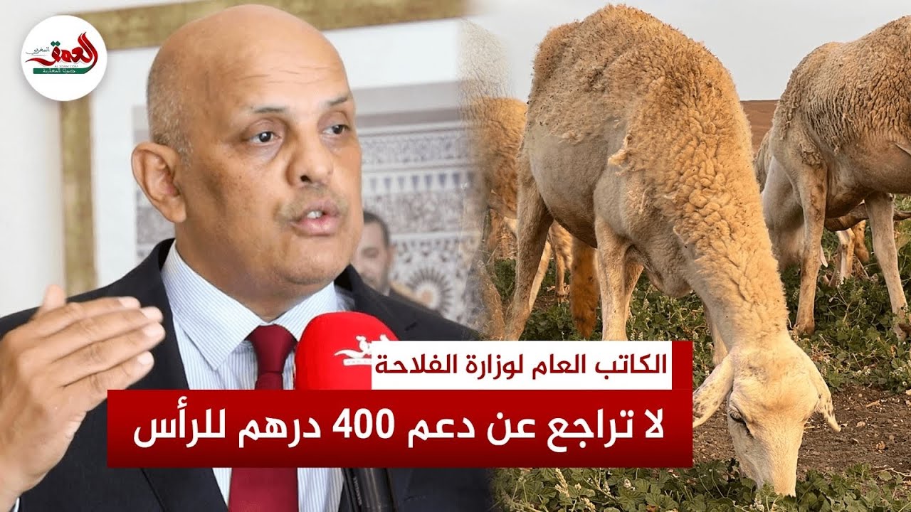 يصل إلى 400 درهم للرأس.. الكاتب العام لوزارة الفلاحة يشرح بالأرقام تفاصيل الدعم الحكومي للكسابة