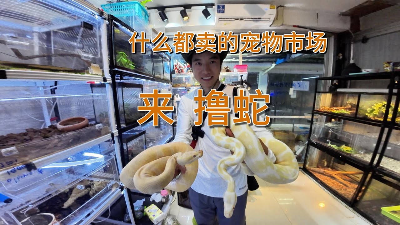 【泰国】曼谷什么都有卖的宠物市场，撸蛇！