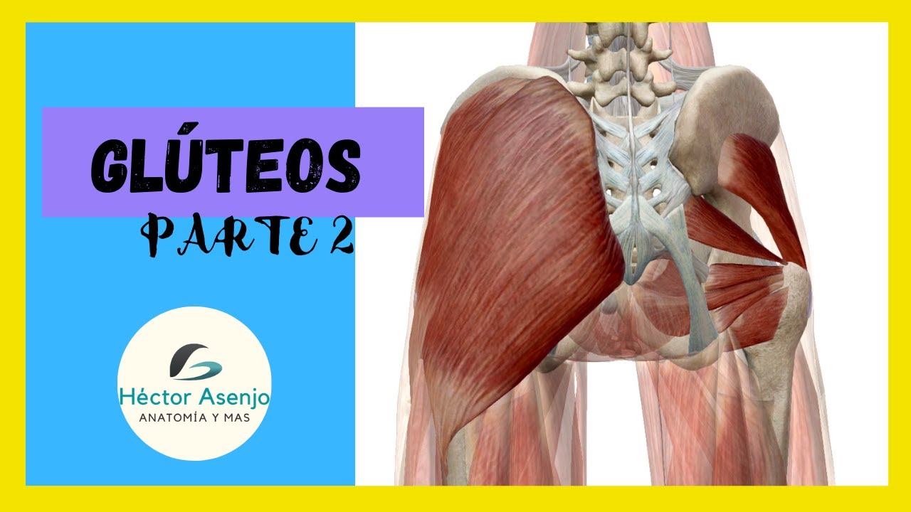 👉 Músculos GLÚTEOS parte II (pelvitrocantéricos) 👈