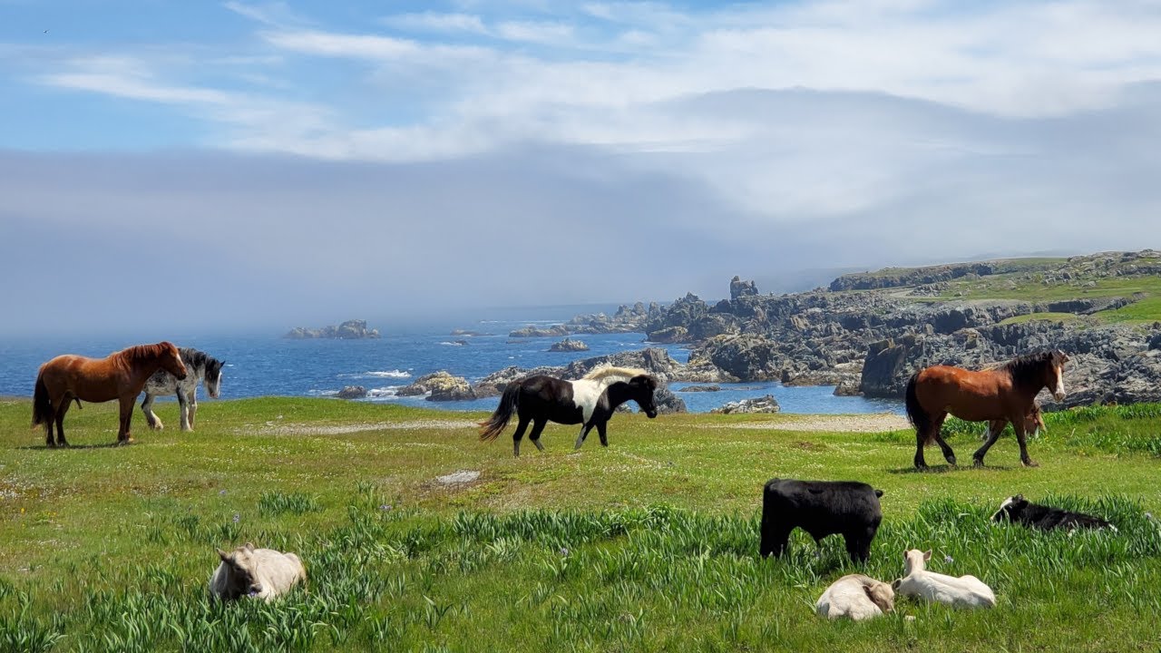 Twillingate, Terra Nova and Bonavista, Newfoundland (E4 NL)