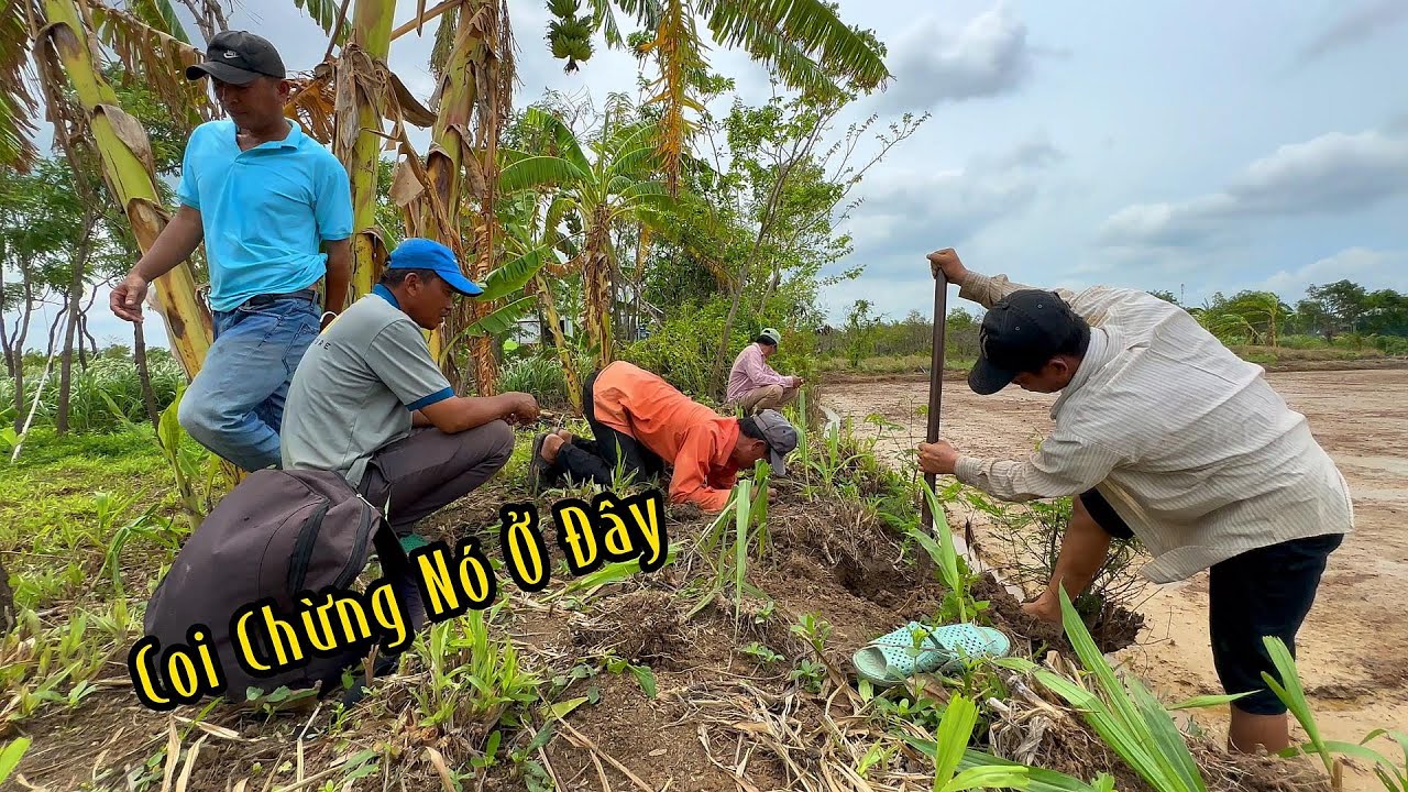 Ông Chủ Trại Gà Chinh Phục Con Rắn Cực Độc Rồi | Mười Thương Săn Bắt