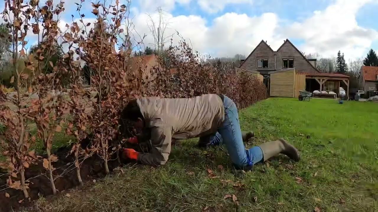Beukenhaag planten, hoe plant ik een beukenhaag aan?