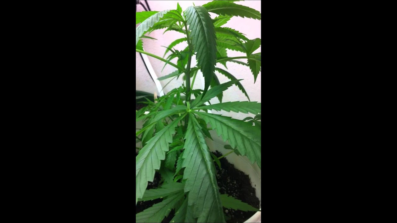 Marijuana grow week 5 (Veg)