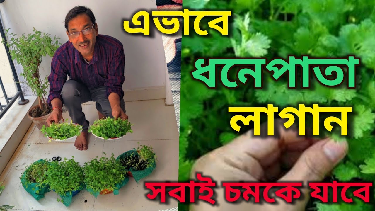বাড়িতে ধনে পাতা চাষ করে সবাইকে চমকে দিন / Easiest Method of Growing Coriander