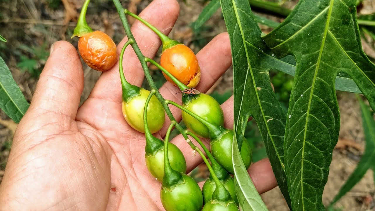 Kangoroo Apple - eating mysterious Solanum laciniatum