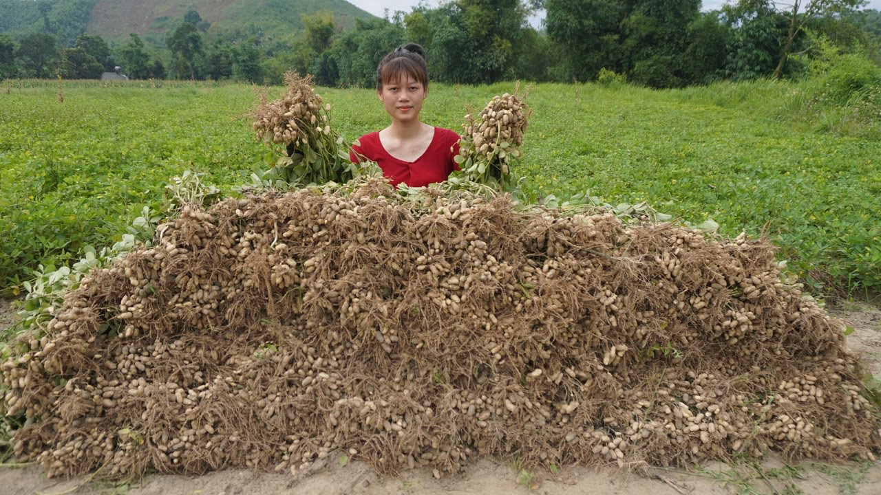 Harvest Peanuts And Boil Them Goes To The Market Sell - Peanut Tree Garden, Building Farm Life