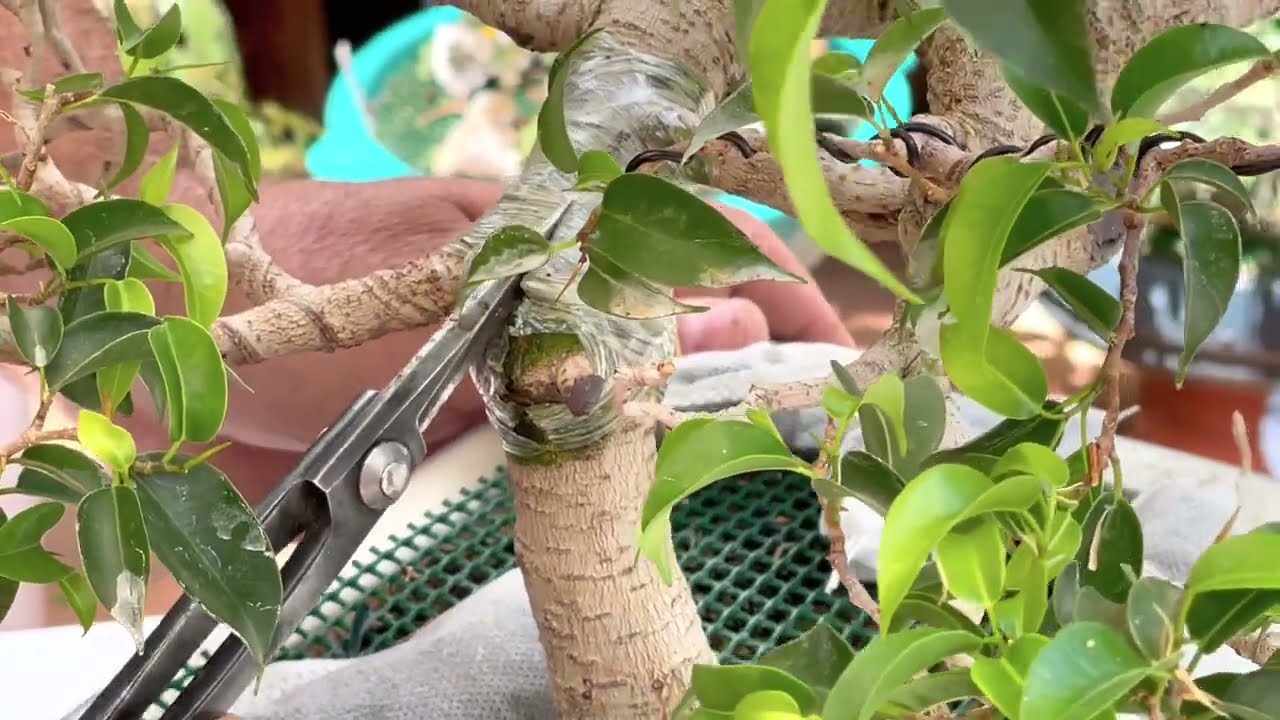 🌿 Transplante de un Ficus Benjamina (Natasha)