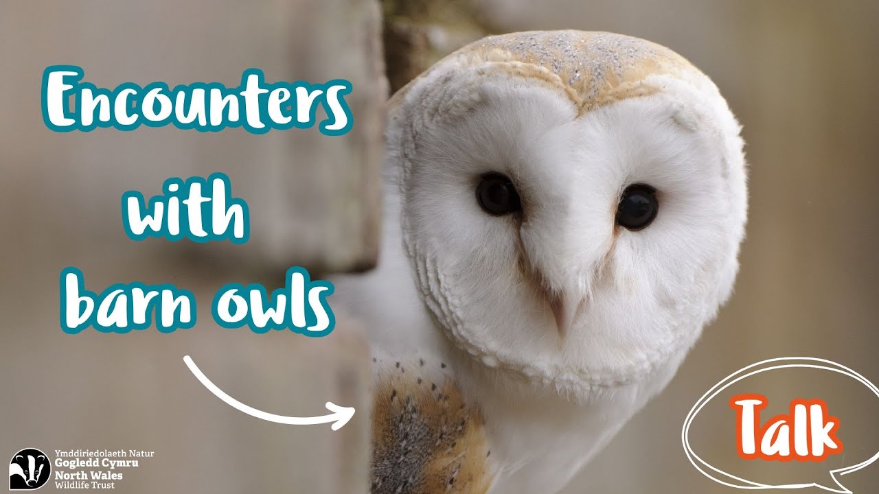 Encounters with barn owls