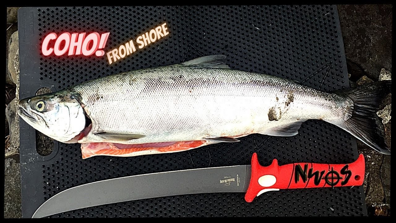 Shore Fishing for Salmon | Catching Coho / Silver Salmon on Spinners in Oregon