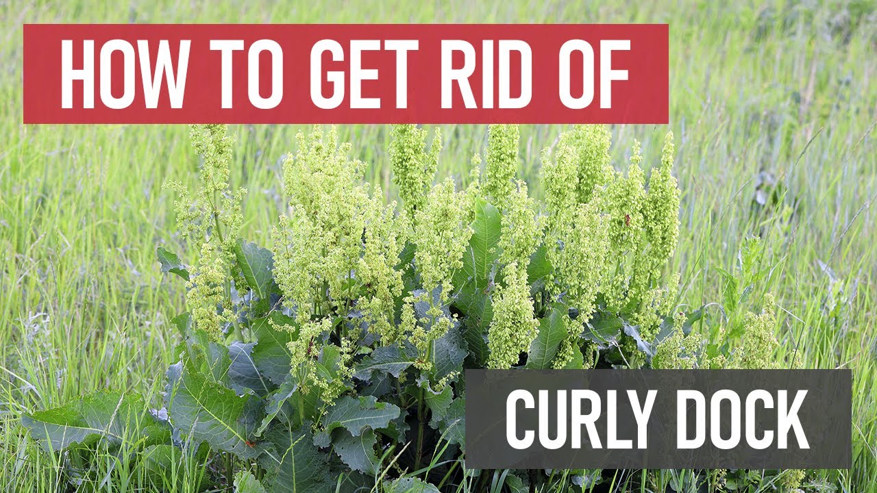 How to Get Rid of Curly Dock [DIY Weed Management]
