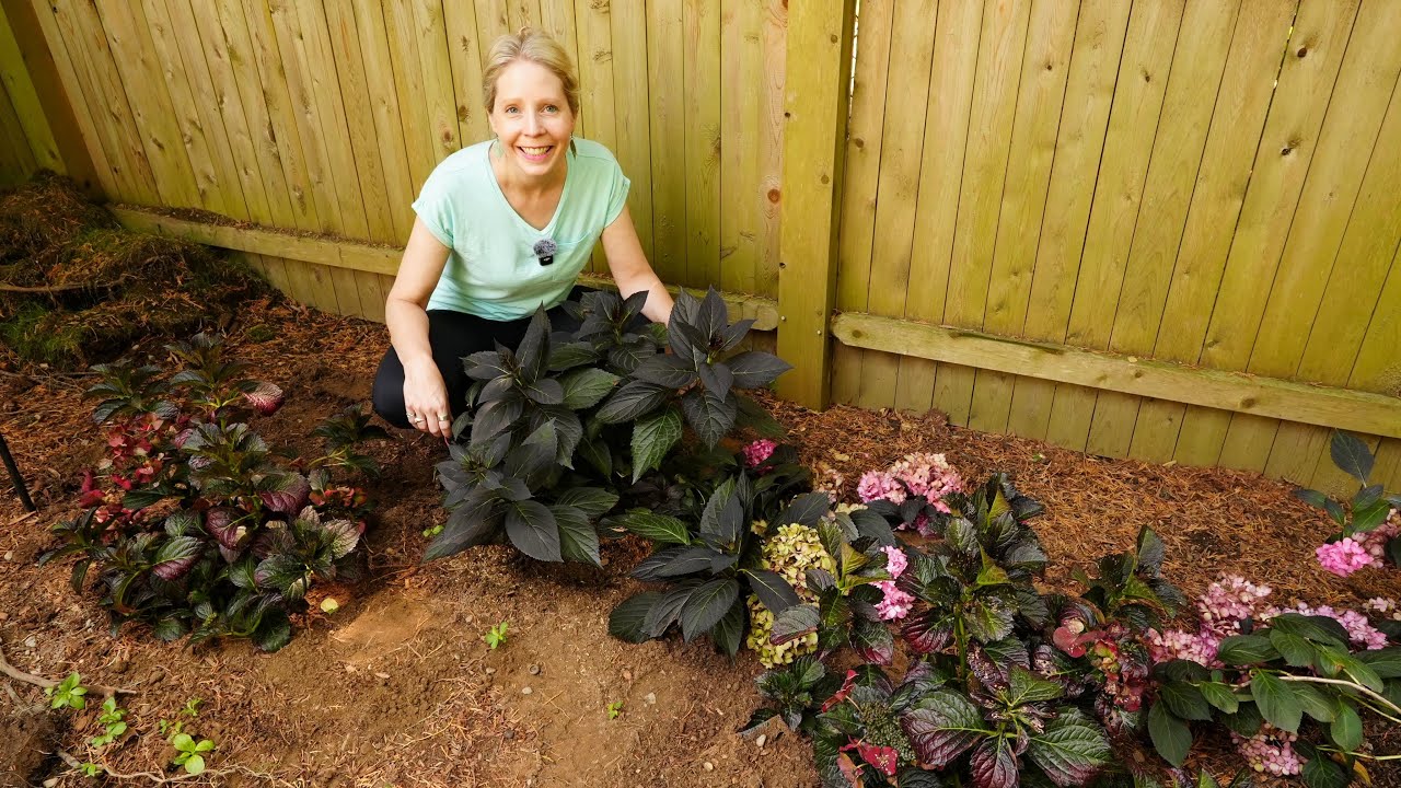 Hydrangeas You Don't Want to Miss!