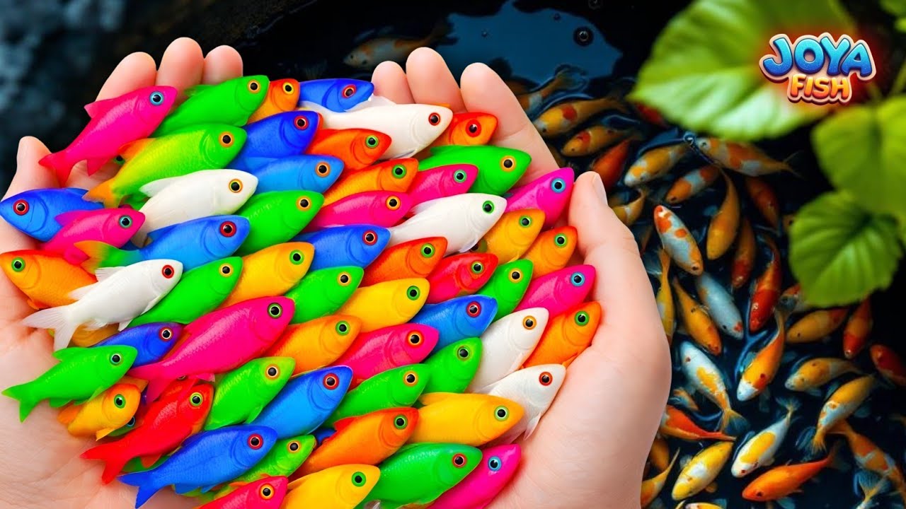 The Incredible Catch Colorful Aquarium Fish In Giant Colorful Eggs,Red Catfish,Molly,Koi,Glowfish