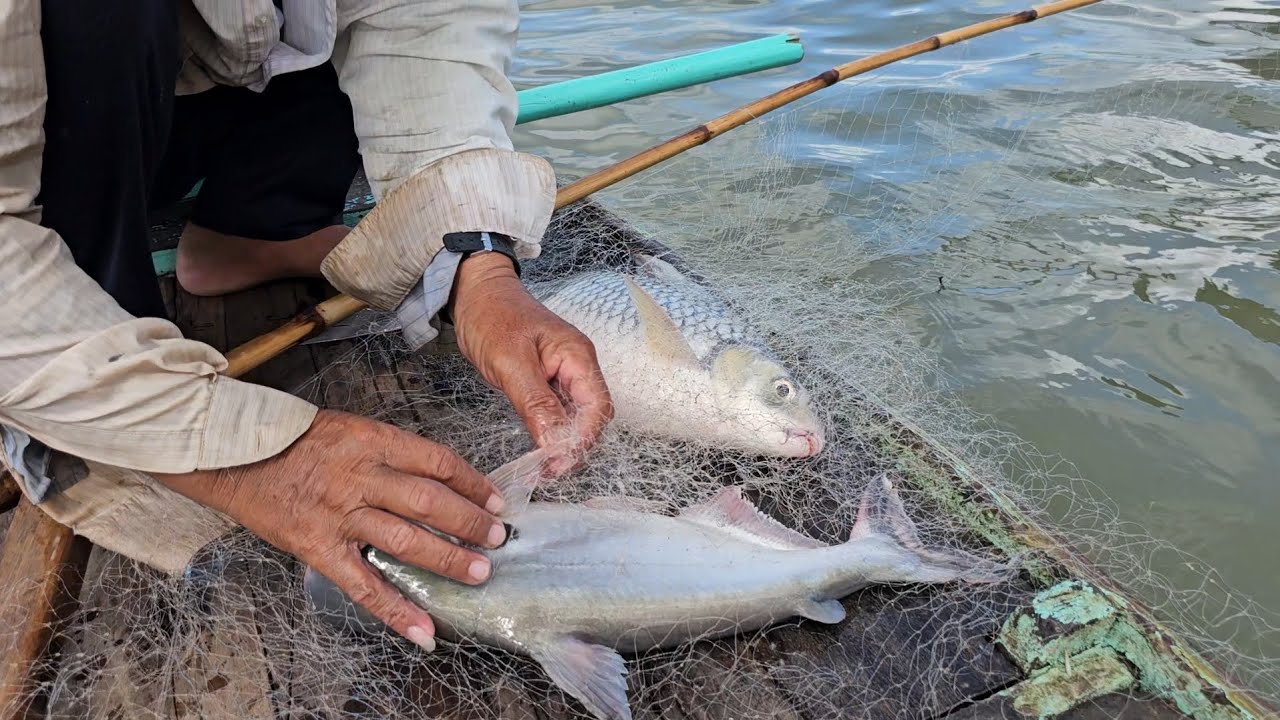 dượng 8 nay xúc trúng nước toàn cá khủng không cả nhà ơi nhìn thấy ham..chúc cả nhà xem video vui vẻ