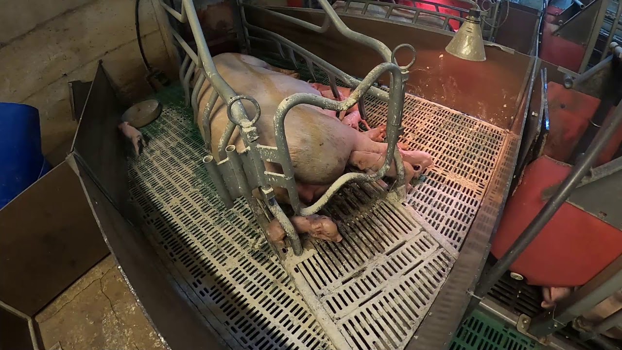 Mise bas de la truie en élevage ! 🇫🇷 INTÉGRALE 🐷