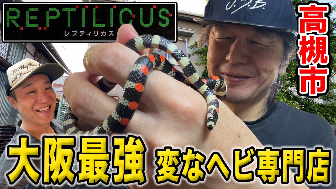 【ヘビ専門店】関西が誇るマニアックなヘビ特化爬虫類ショップを紹介！レプティリカス(Reptilicus)