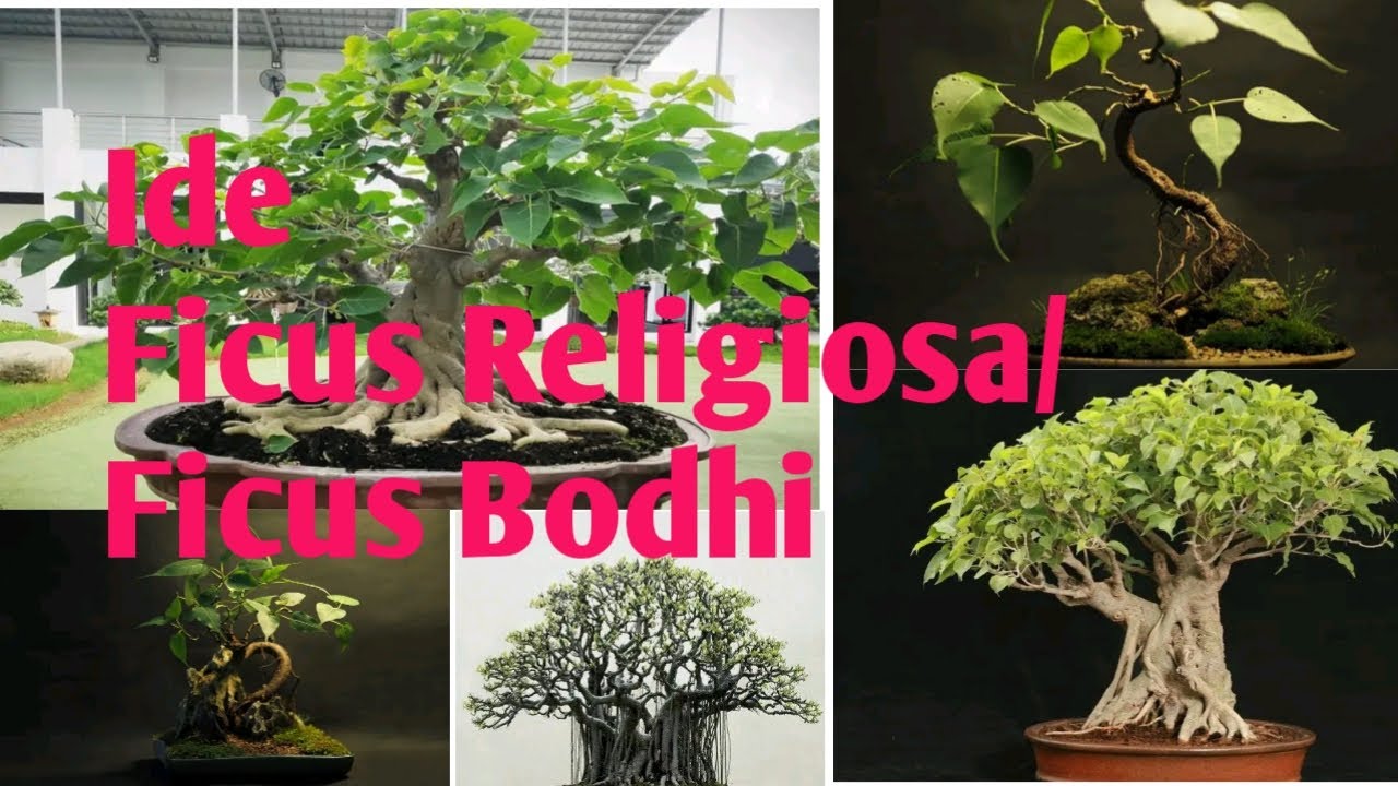 Ide Bonsai Ficus Religiosa/ficus Bodhi