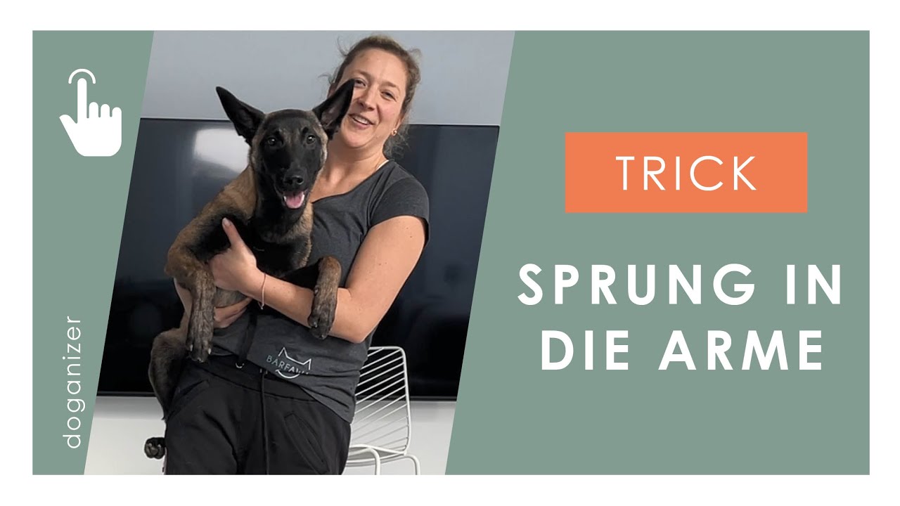Hund lernt Trick | Sprung in die Arme | Trick Tutorial