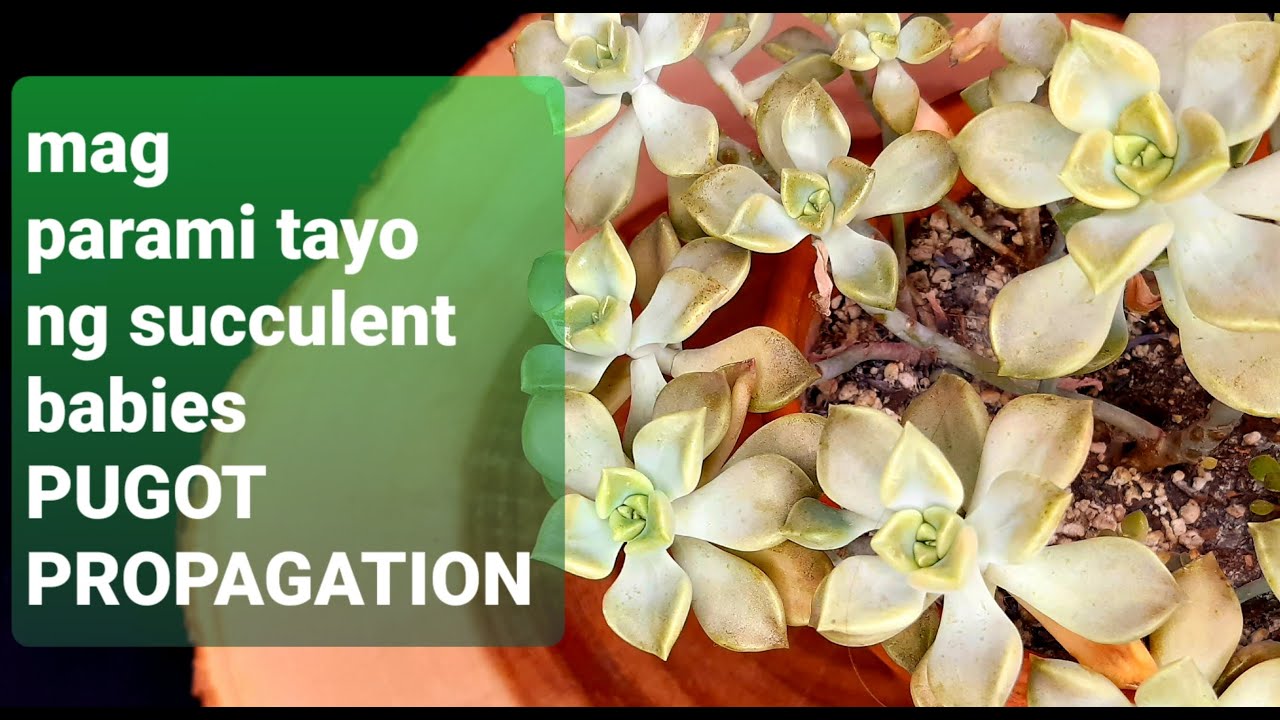 #37 How to propagate succulents from stem cuttings TAGALOG pugot propagation
