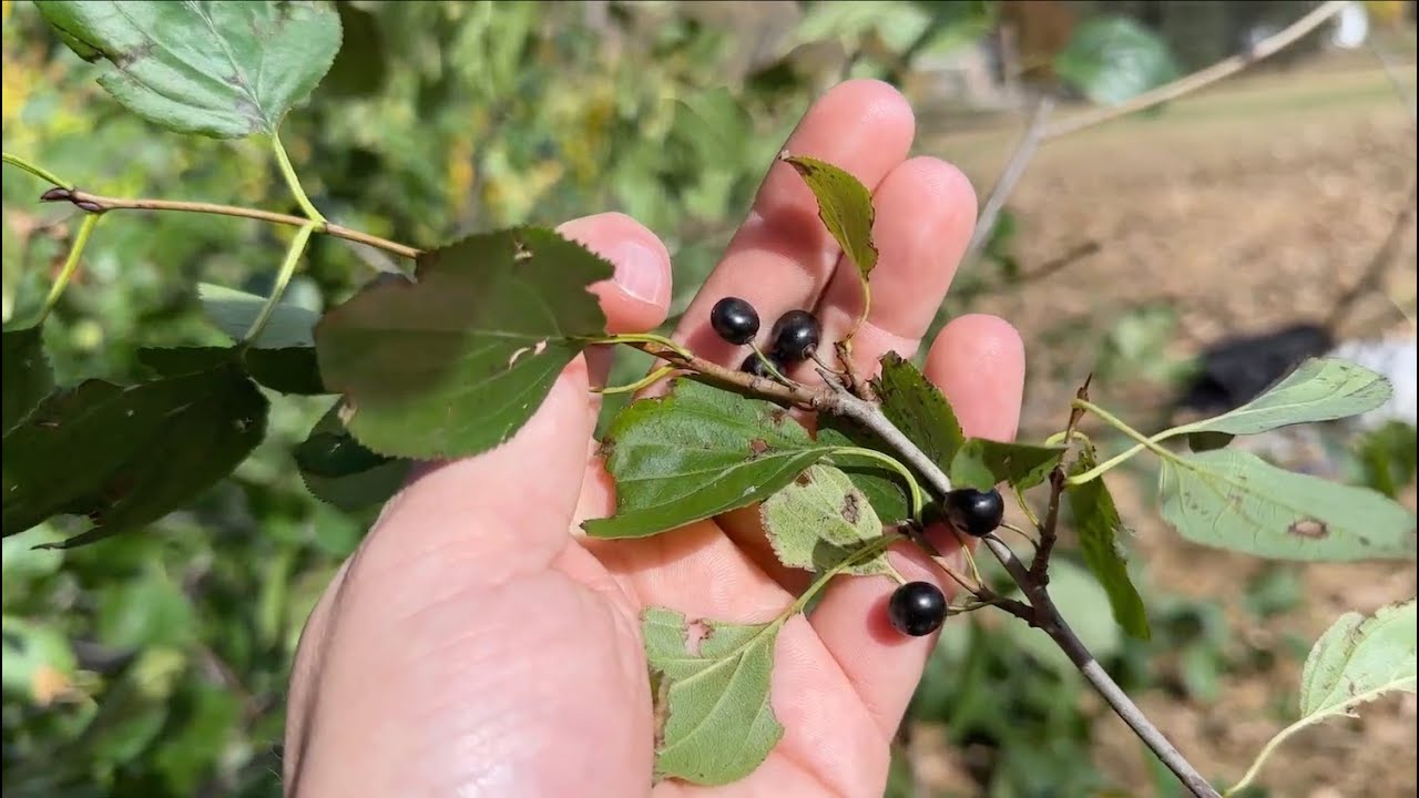 Buckthorn Removal 101