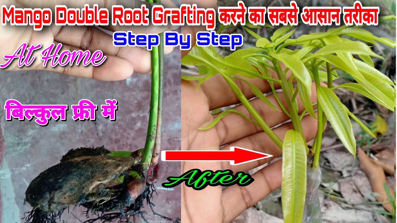 Mango Double Root Grafting || All Information || With Result 💯% Success || Step by Step.