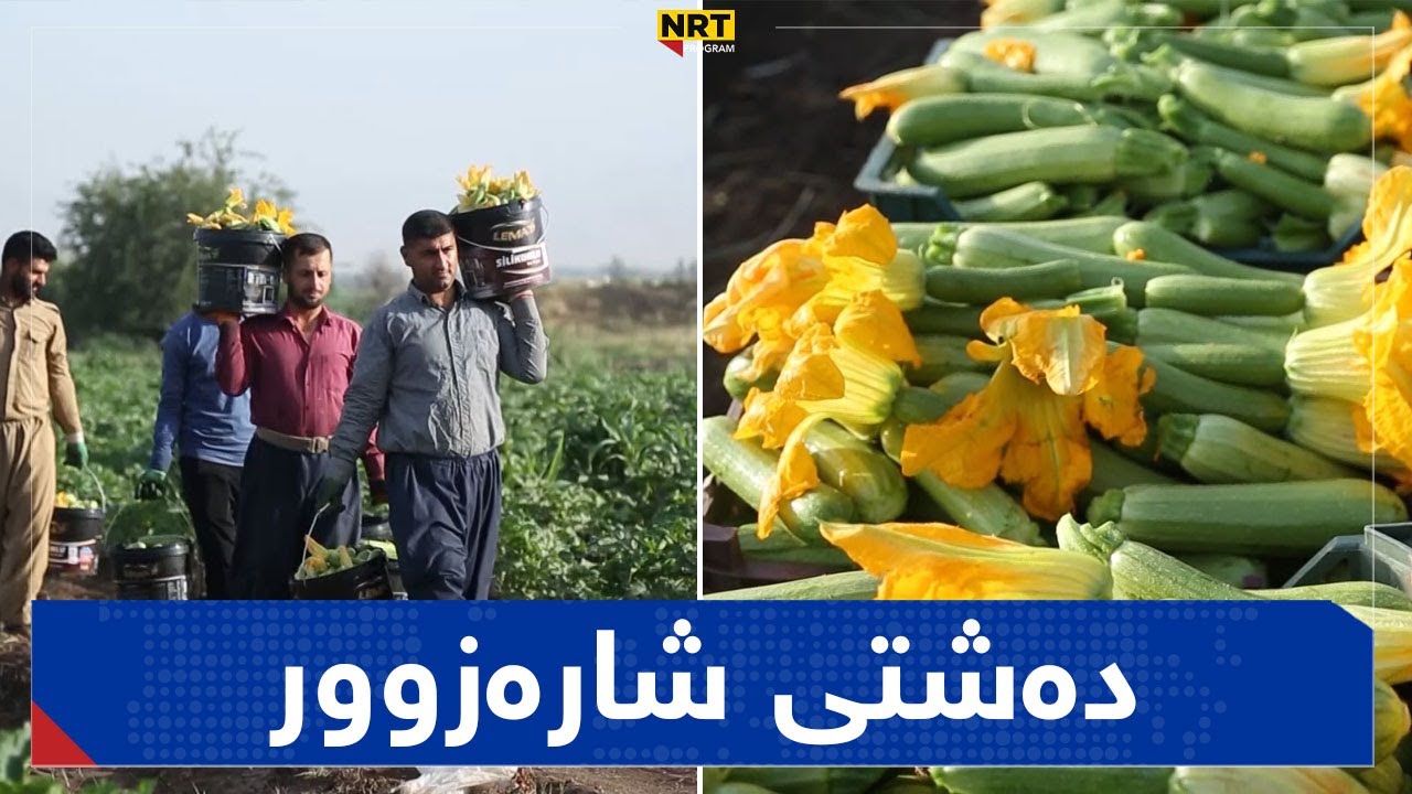 بەرنامەی تایبەت - دەشتی شارەزوور