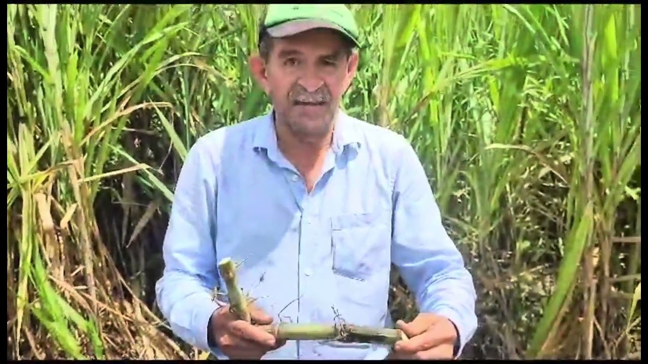 Conozca paso a paso cómo sembrar el pasto de Corte Cuba 22