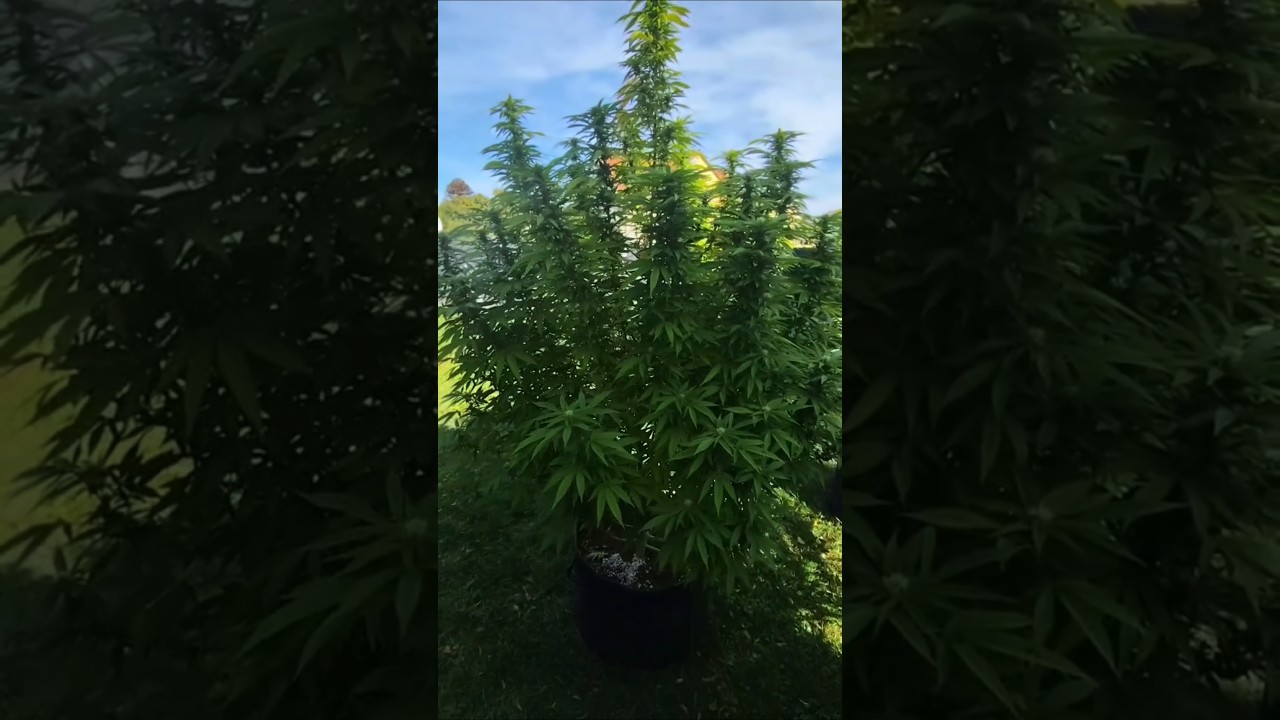 Mimosa X Orange Punch German Outdoor-Grow #growupdate #viralvideo #420 #weedshorts #cannabisoutdoor