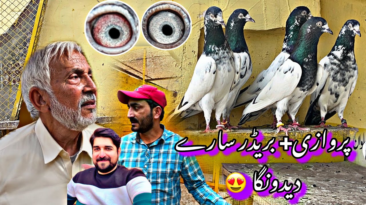 ustad lala yousaf waly Top class breeder + parwazi bachy 03237988919