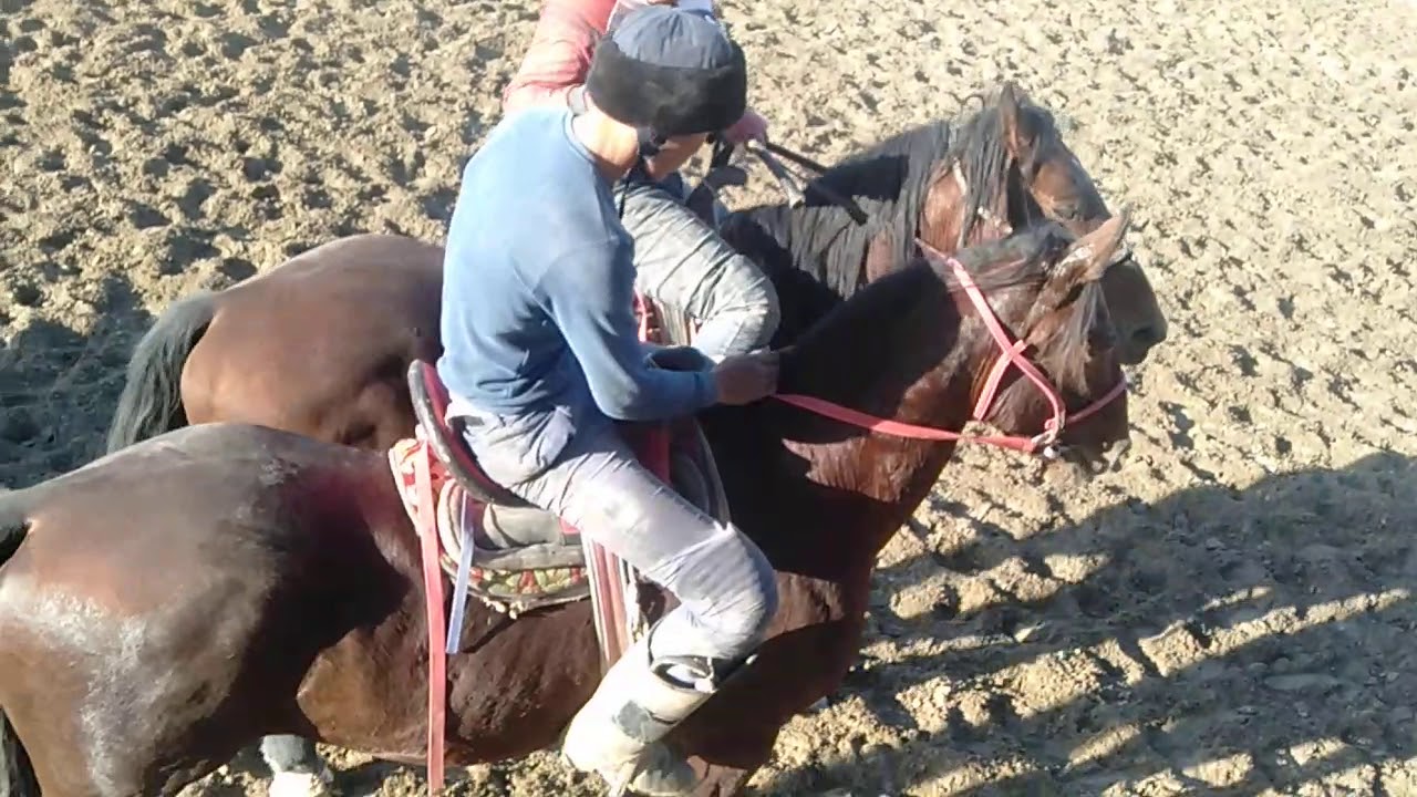 Жанакорган көкпар.26.10.2019