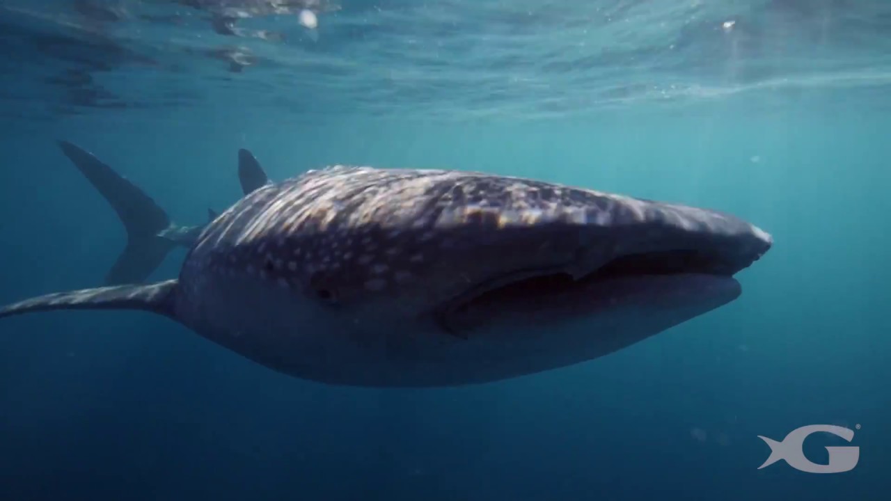 Whale Shark Research in Indonesia