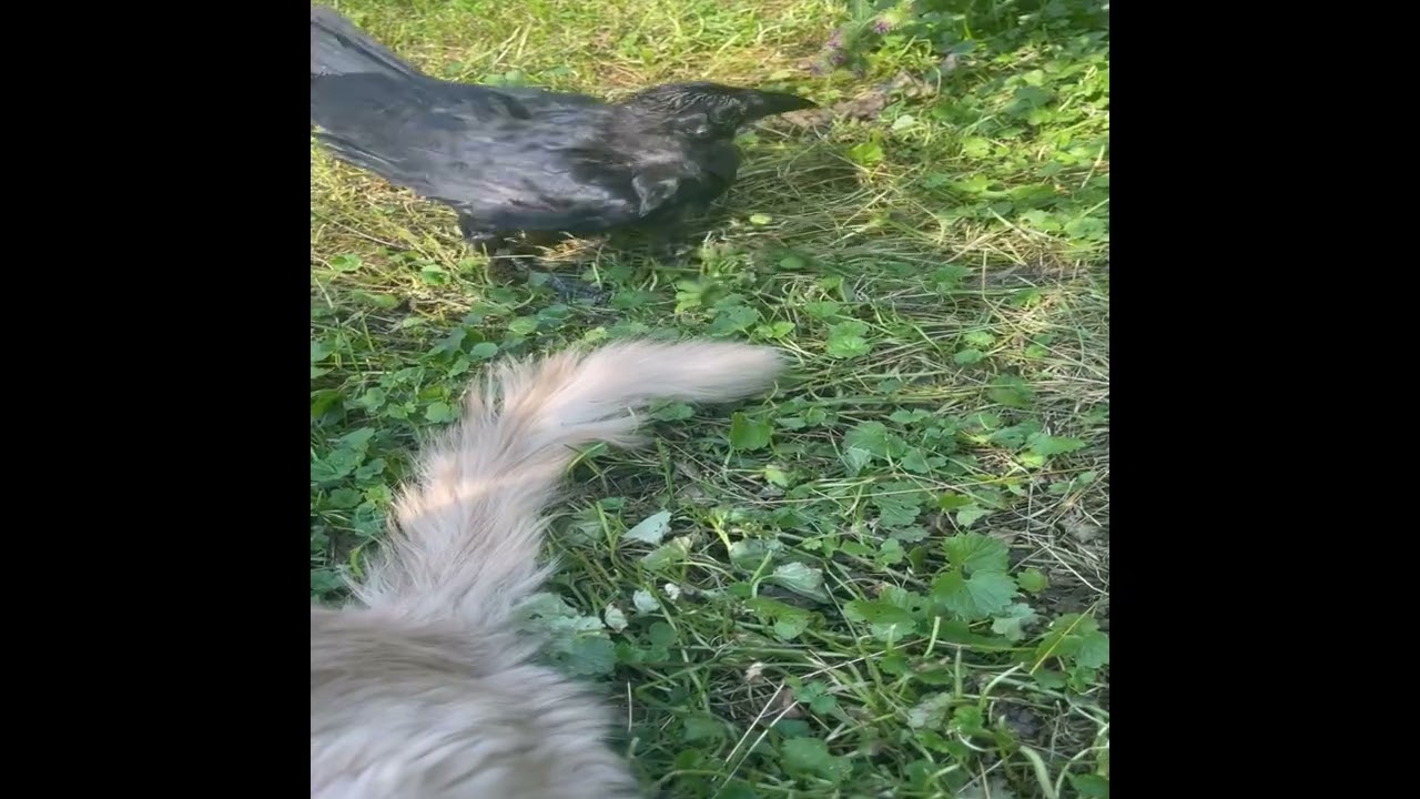 Валера ворон против животных: кто кого? #cute #birds #funnyvideo #raven #crow #cat #animals #dog