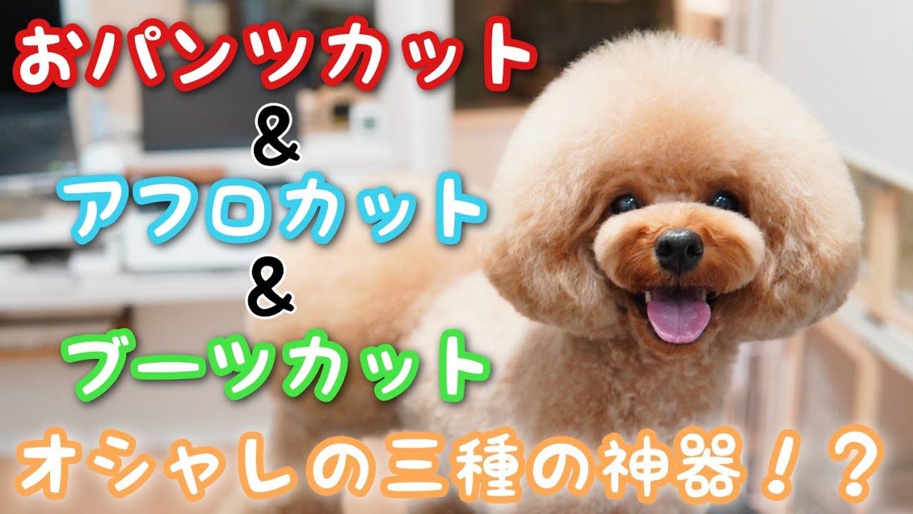 これぞオシャレカット！人気のカットスタイル勢ぞろい！！笑顔満点のプードルちゃんカット♪【墨田区両国・台東区蔵前エリアのトリミングサロン　Dog Salon PAPA】　　2020/10/①