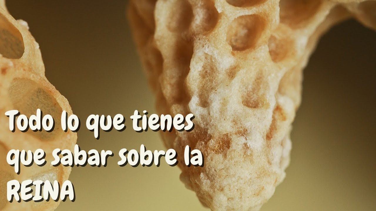 Curiosidades de la Reina (Vuelo Nupcial)