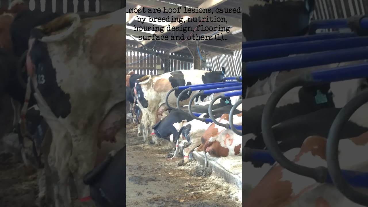 Why Are These Cows LAME? (Dairy Farming Reality) 37 🤕 #Shorts