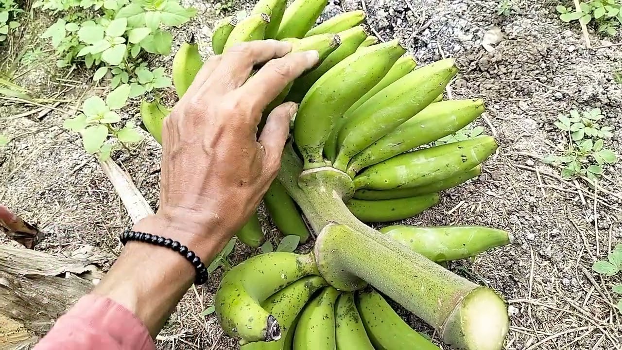 Pisang kayu cokol / ketip tulang bali