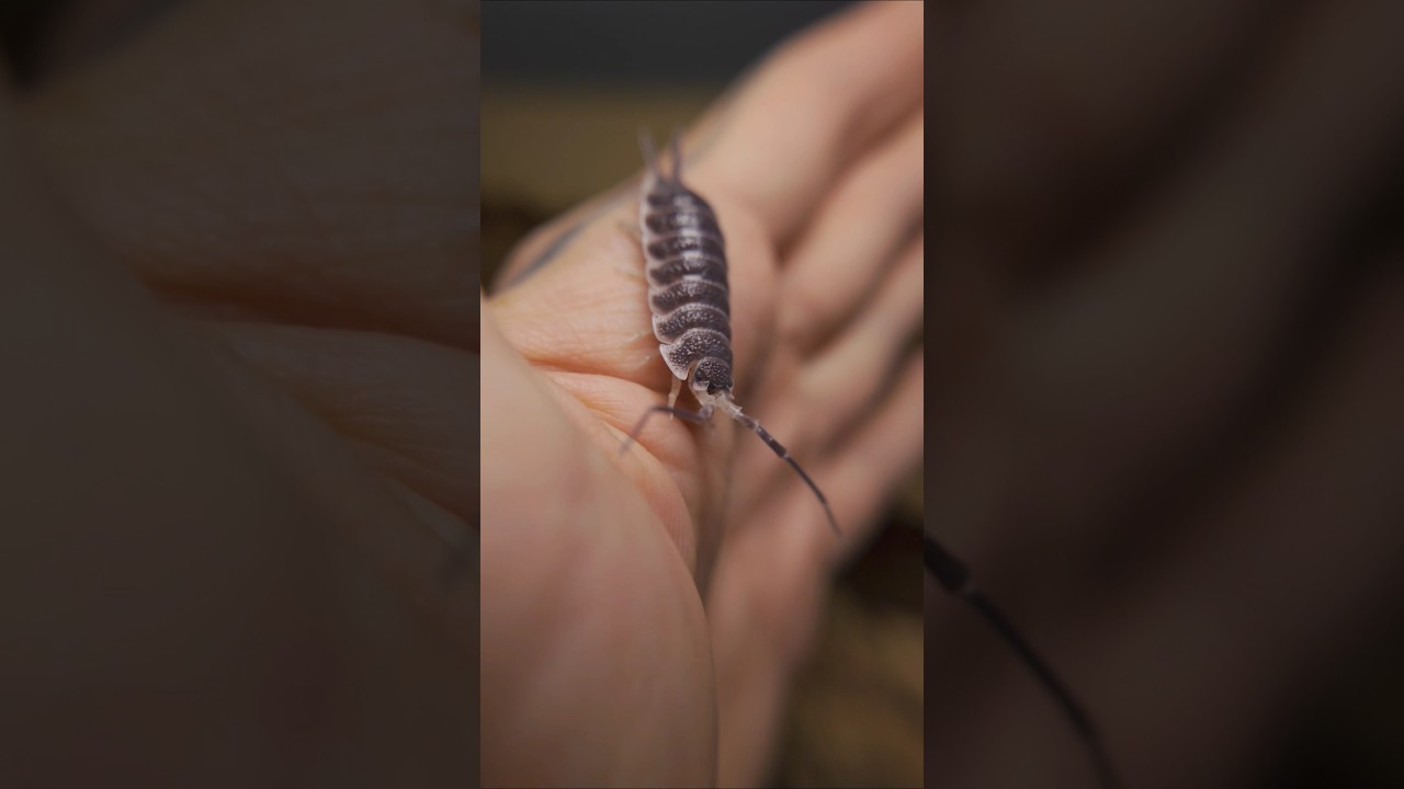 One of the biggest isopods in my collection 🪲 Species: Porcellio hoffmannseggii