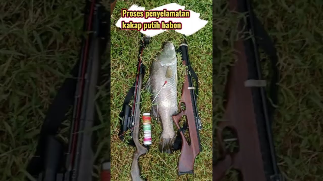 Terselamatkannya predator muara (kakap putih) | paser mania indonesia