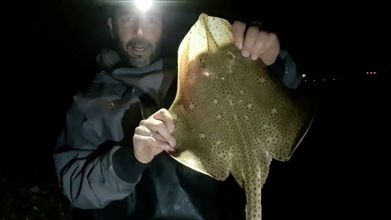 Blonde ray fishing on chesil beach