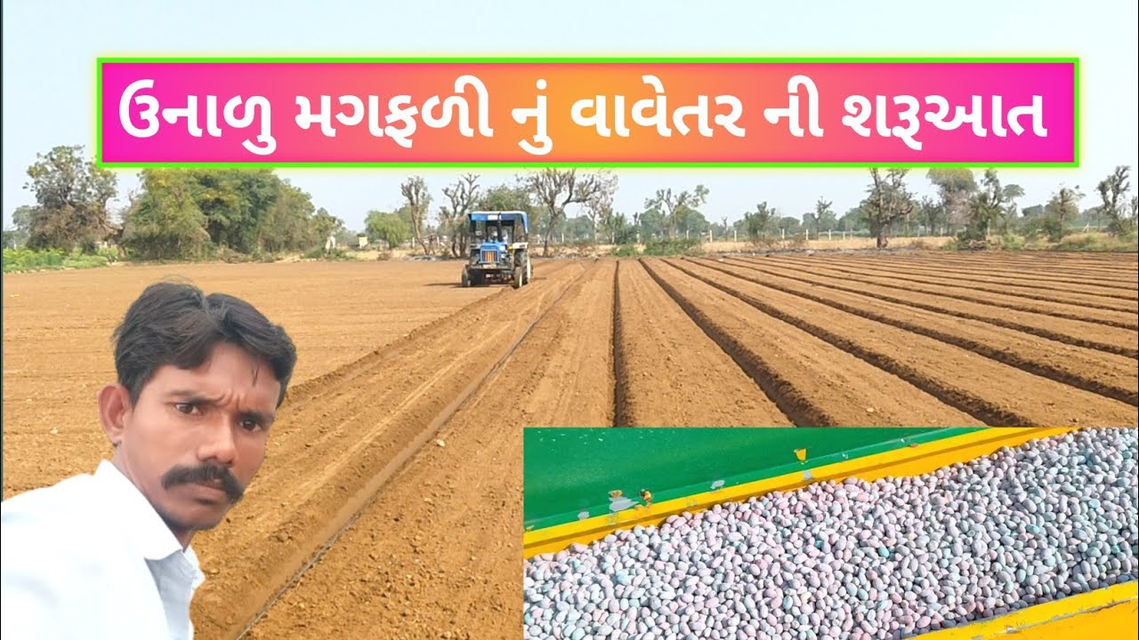 21/February 2026/ઉનાળુ મગફળી નું વાવેતર Gold for farmers