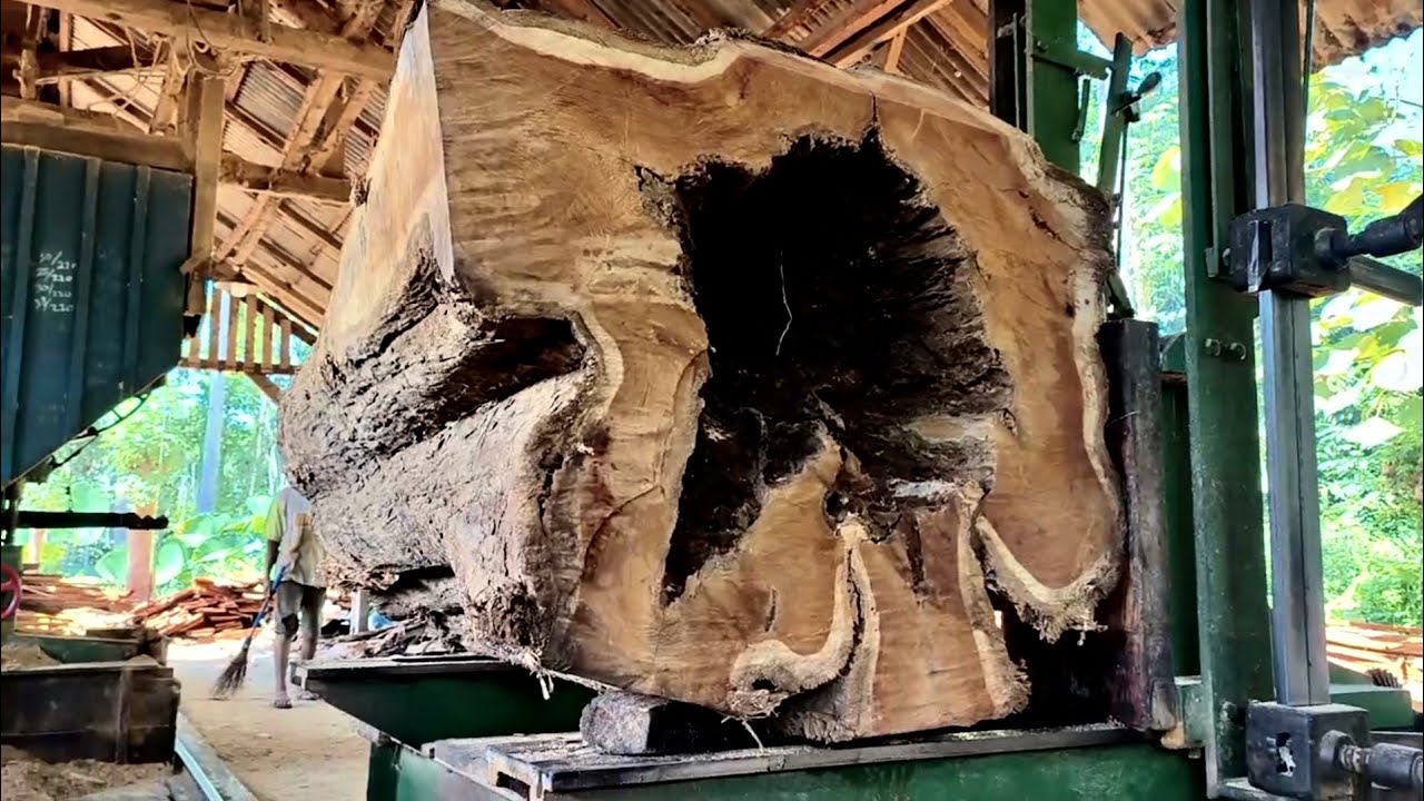 Wood crushing of hundreds of years of snake nests in sawmills