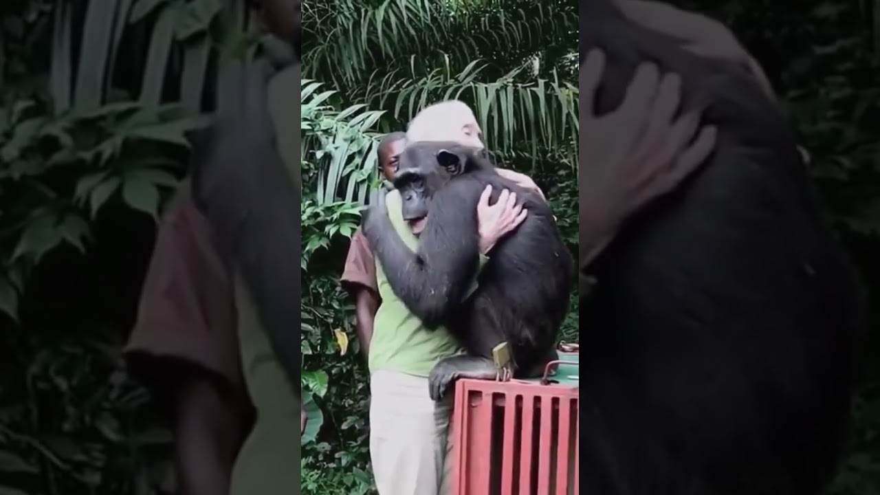 The Most Heartwarming Hug Between Human and Chimpanzee | Wounda & Dr. Jane Goodall