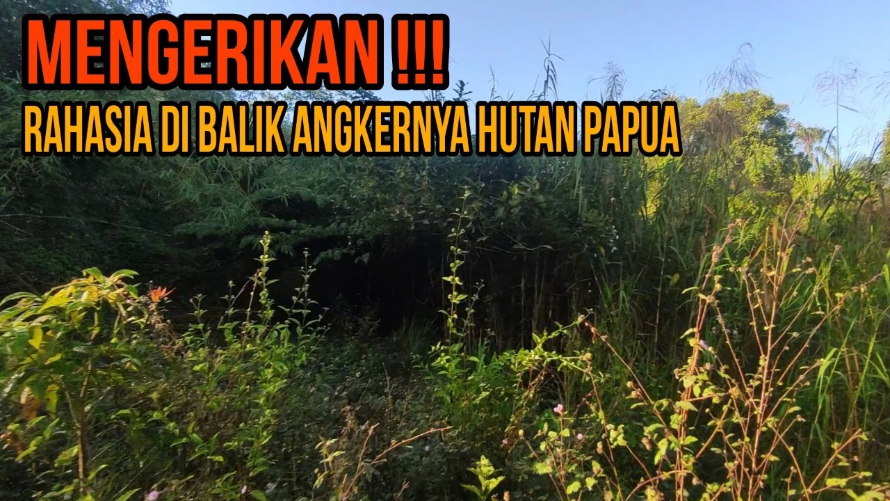 SIAPA SANGKA !!! Didalam Hutan Papua Yang Angker Terdapat Spot Mancing Ikan Nila Babon