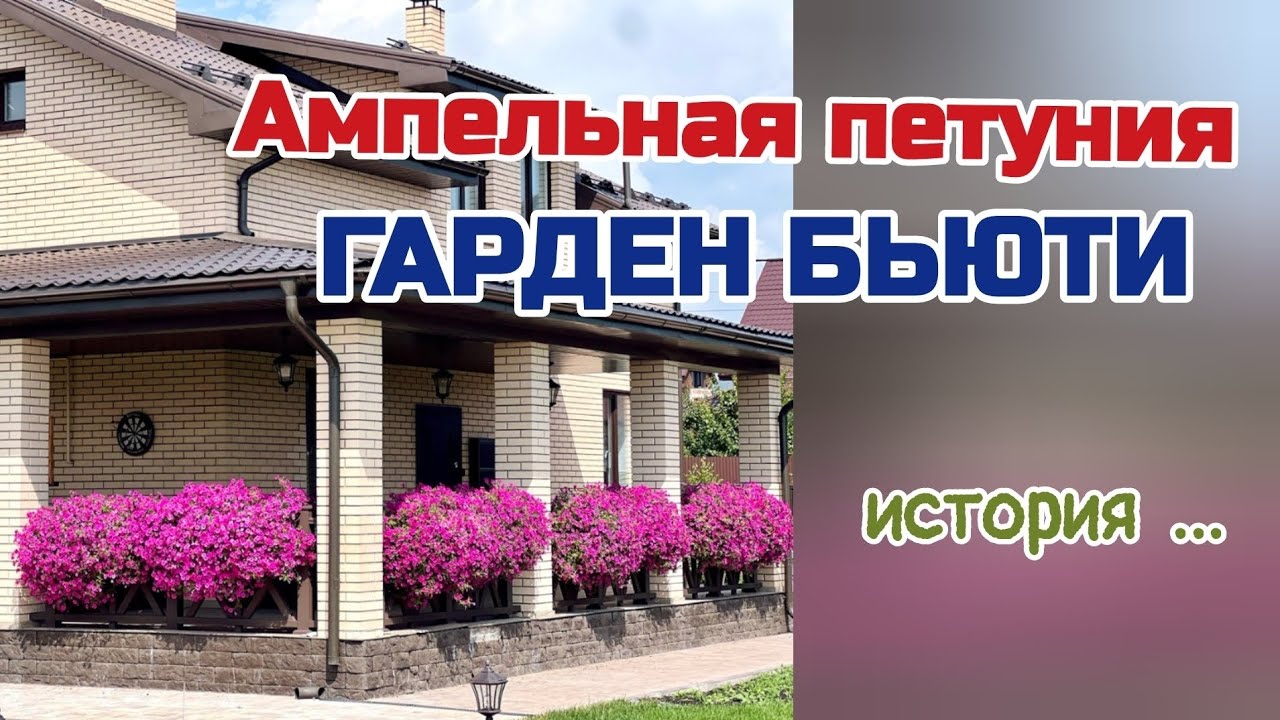 Ампельная петуния Гарден Бьюти.  история  одной покупки...