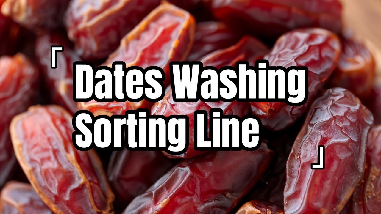 Date Washing & Grading Line | Automatic Cleaning and Size Sorting System